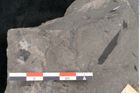 Foto (Detailansicht) von Asterocarpus meriani Br. (NHMW-GEO-2024-0188-10498)